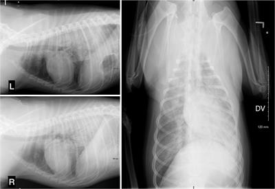 Case report: Hypoadrenocorticism crisis complicated by non-cardiogenic pulmonary edema in a dog